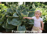 Hosta 